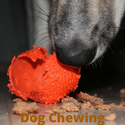 Dog-Chewing