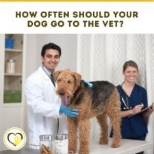How Often Should Your Dog Go To The Vet