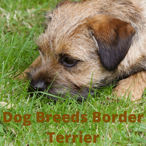 border-terrier-near-me