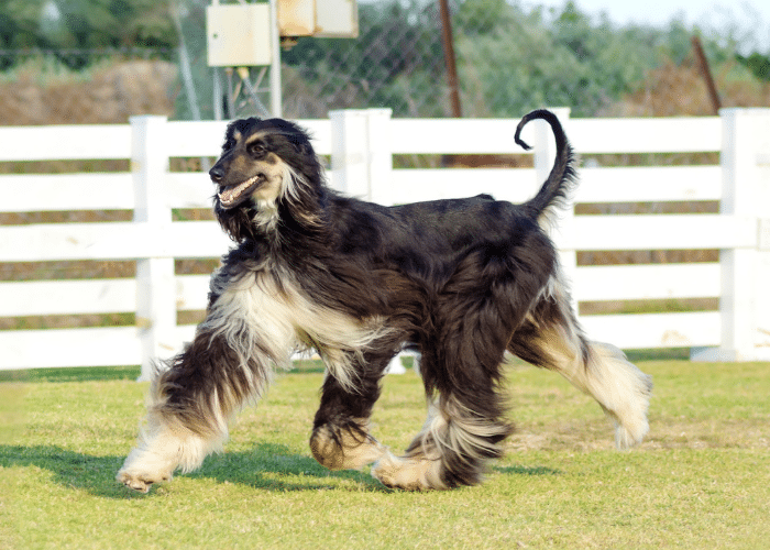 afghan hound