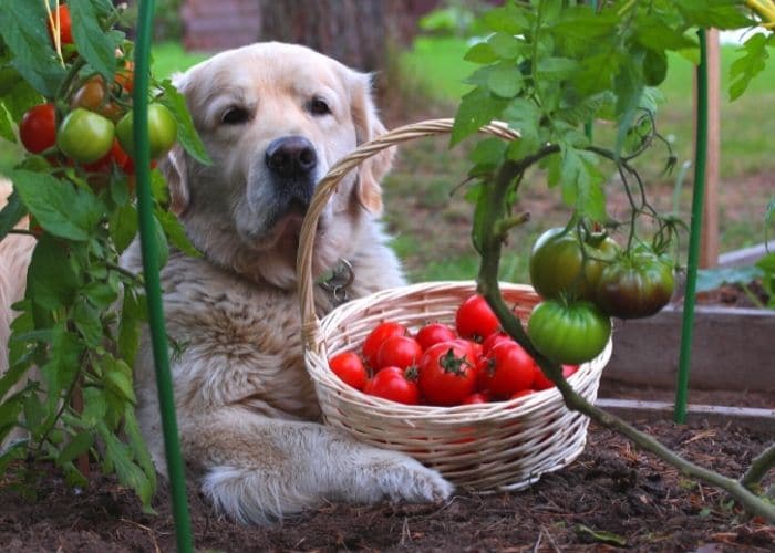 dogs eat tomatoes