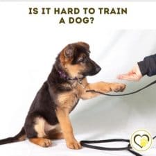 is it hard to train a dog