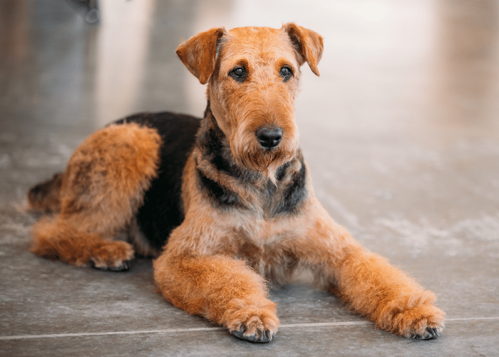 Airedale Terrier images
