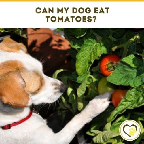 can my dog eat tomatoes