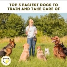 easiest dog breed to train