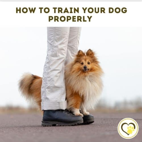 how to train your dog properly