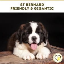 st bernard friendly and gigantic