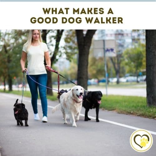 what makes a good dog walker