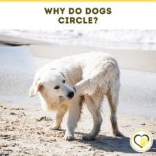 why do dogs circle