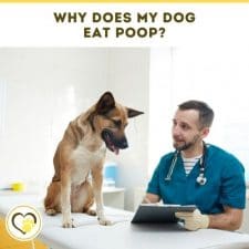 why does my dog eat poop