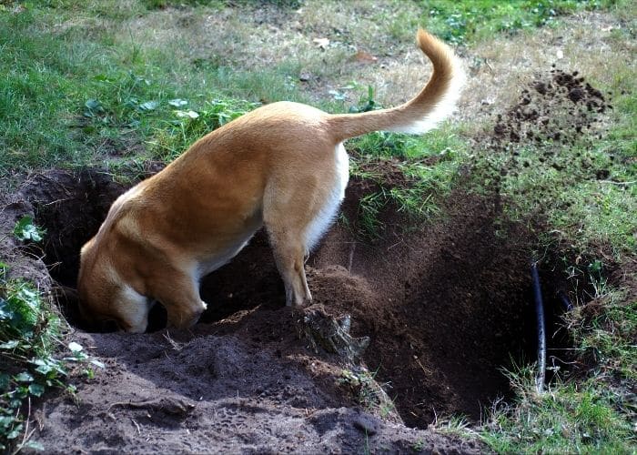 why do dogs dig a hole and lay in it