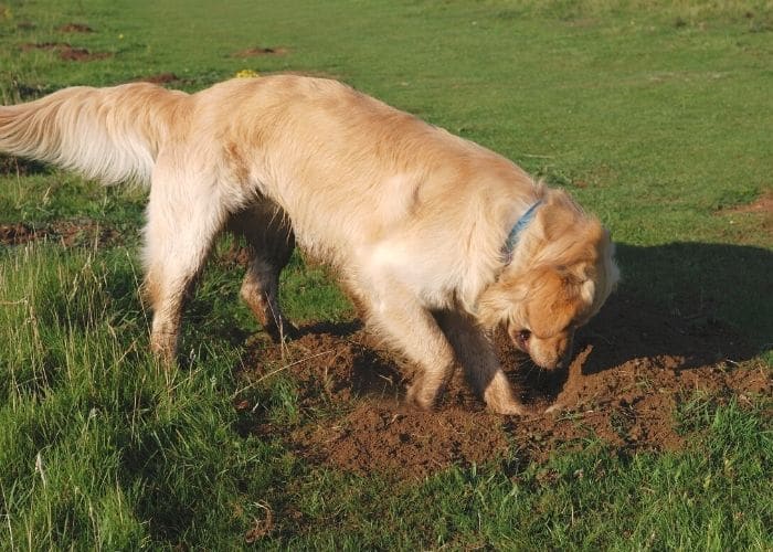 why do some dogs dig holes