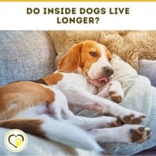 do inside dogs live longer