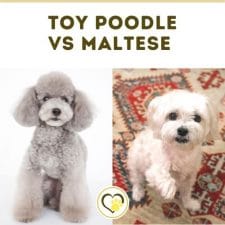 toy poodle vs maltese