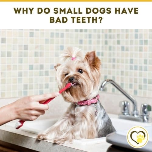 Why Do Small Dogs Have Bad Teeth